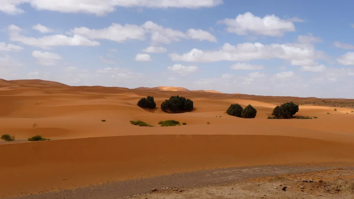 Sand dunes and small shrubs at the edge of the Sahara near Merzouga on a Morocco tour package, Erg Chebbi dunes, Merzouga, Morocco